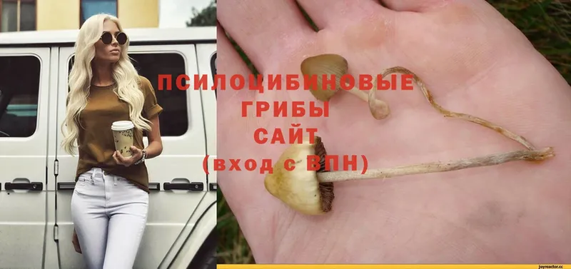 Галлюциногенные грибы GOLDEN TEACHER  купить наркоту  Копейск 